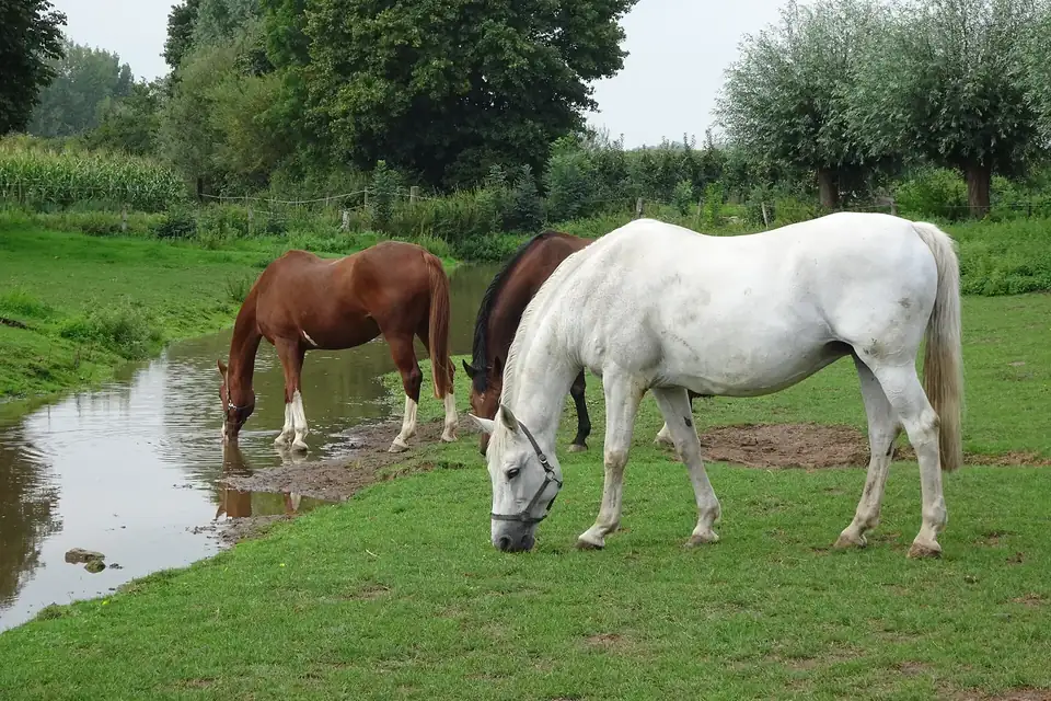 Des chevaux s'abreuvent à une mare au bord d'un pré, un cheval gris broute au premier plan