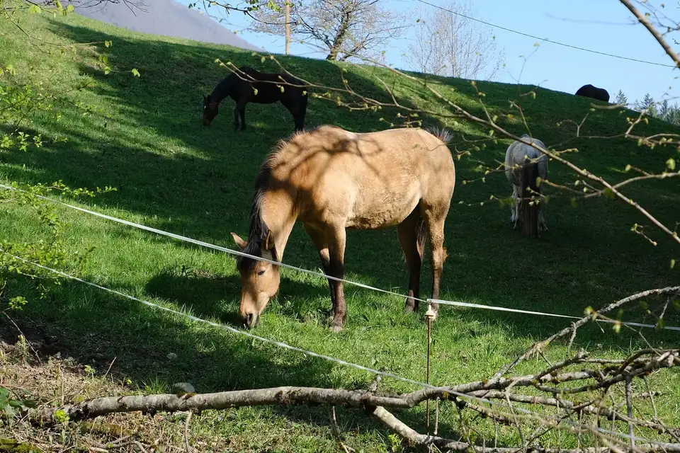 Un cheval isabelle broute dans un pré en pente derrière une clôture électrique, d'autres chevaux au loin