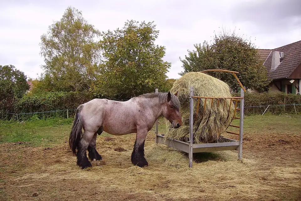 Un cheval de trait auxois rouan devant un râtelier de foin, dans un pré de Bourgogne