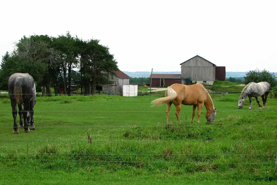Trois chevaux dans un grand pré entouré d'une clôture électrique à rubans blancs, une ferme au fond