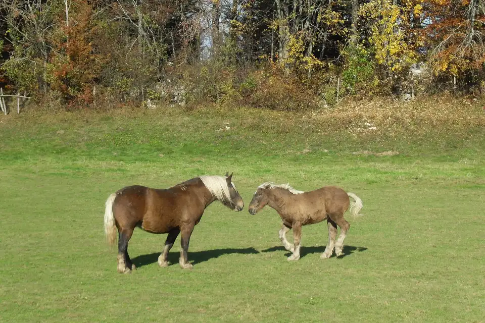 Une jument comtoise et son poulain, crins clairs, face à face dans un pré en lisière de bois