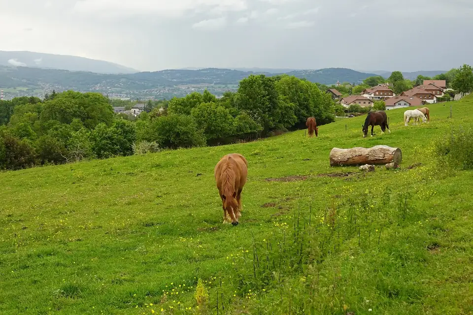 Chevaux au pré sur une pente herbeuse, un village et des collines boisées à l'arrière-plan