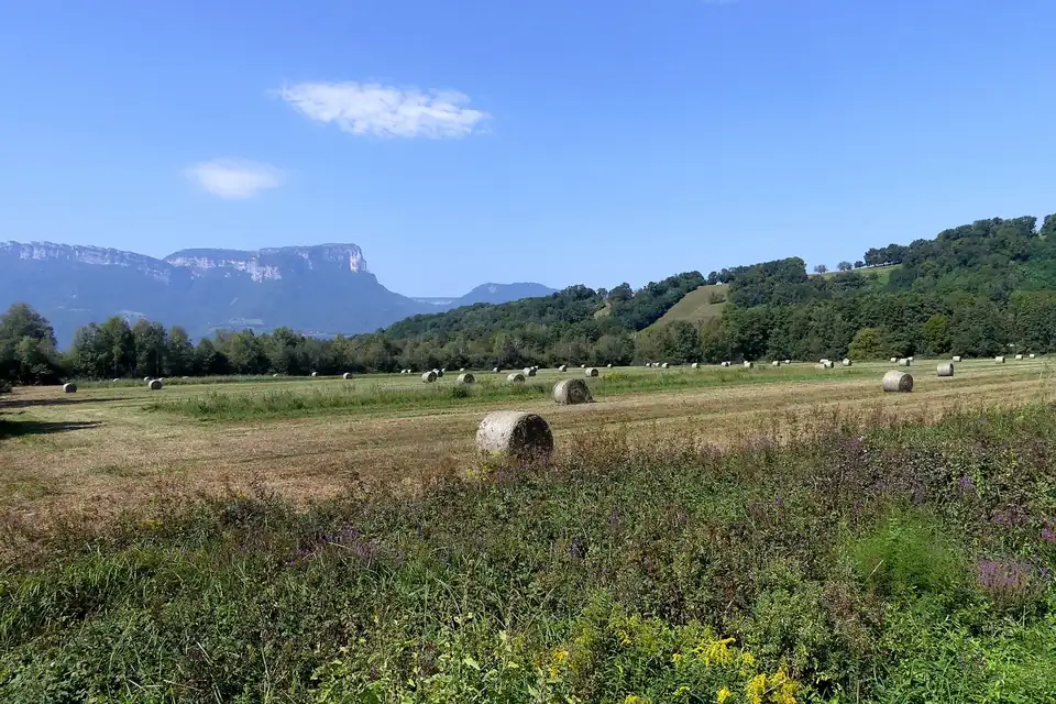 Bottes de foin rondes alignées sur un champ fauché, des montagnes boisées à l'horizon