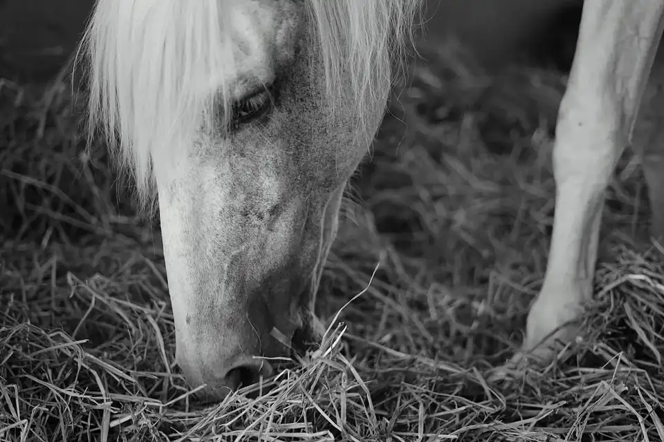 Gros plan en noir et blanc sur la tête d'un cheval blanc qui mange du foin posé au sol