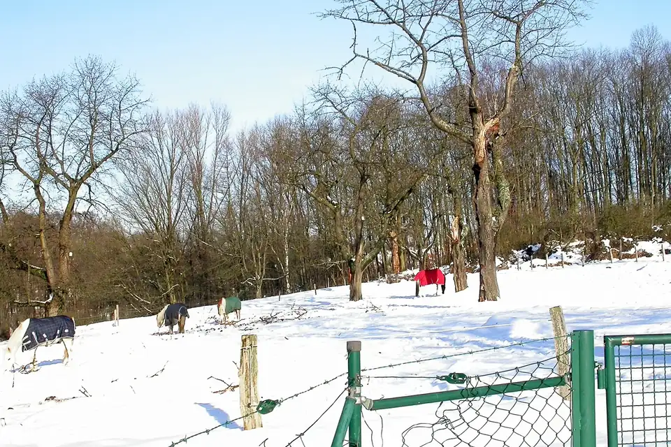 Pré enneigé bordé d'arbres nus où des chevaux couverts de couvertures broutent près d'une clôture