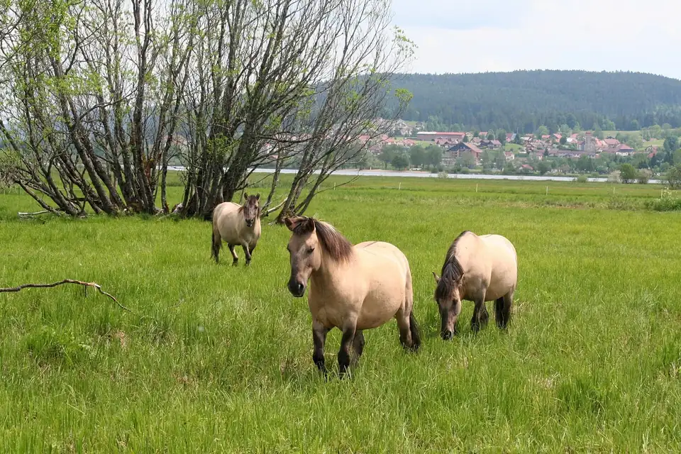 Trois chevaux konik à robe isabelle dans une prairie humide, un village et des collines au fond