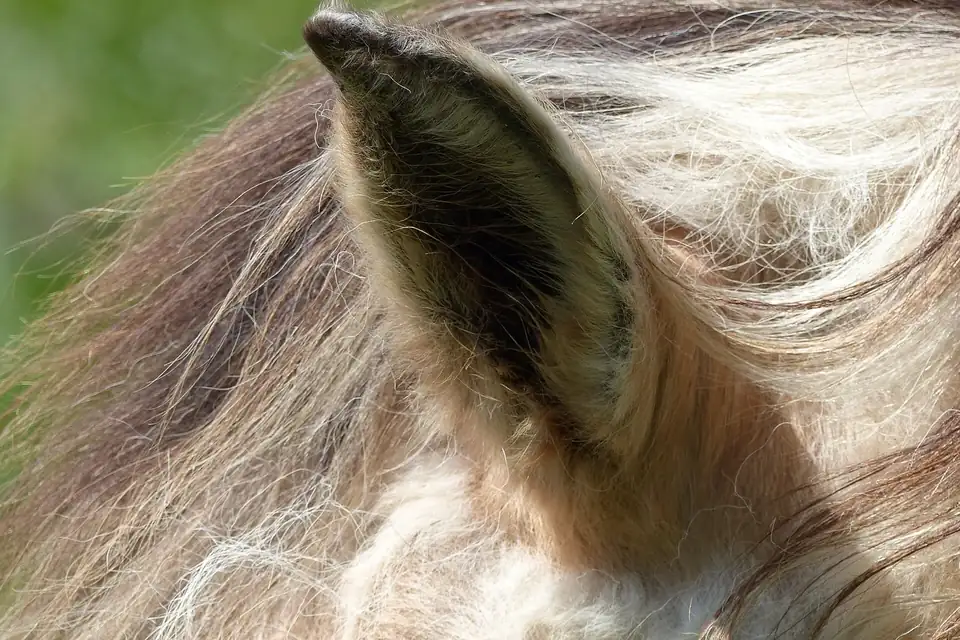 Gros plan sur l'oreille dressée d'un cheval fjord, bordée de crins clairs